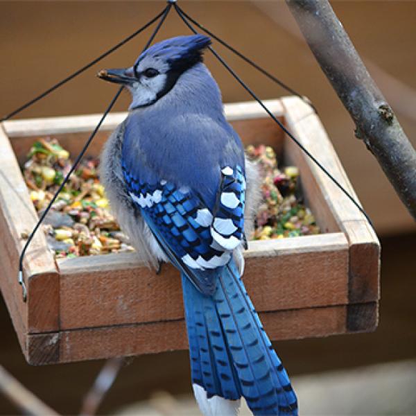 bluejay