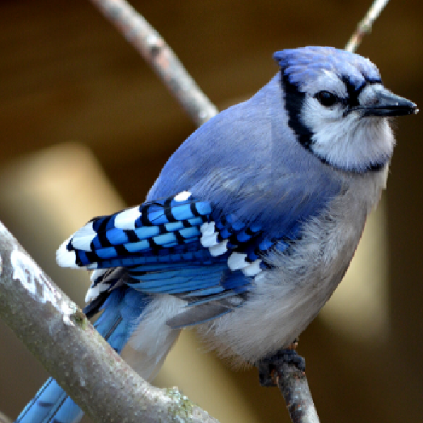 bluejay