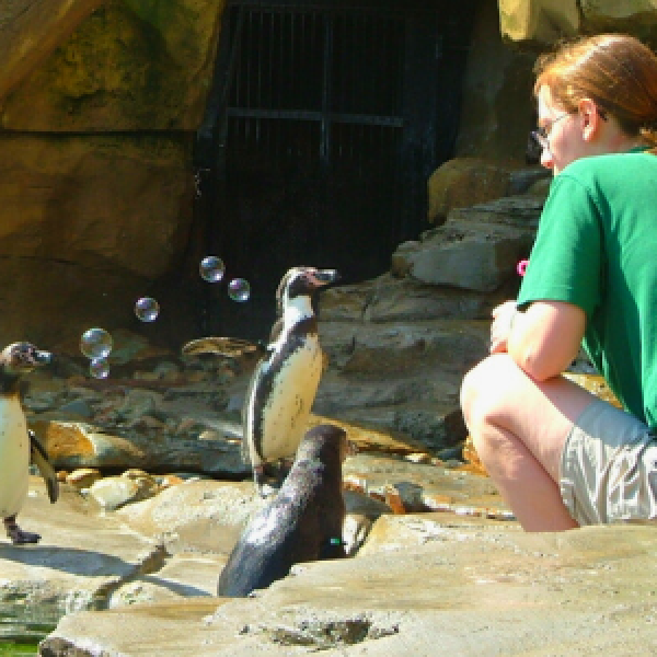 penguin training