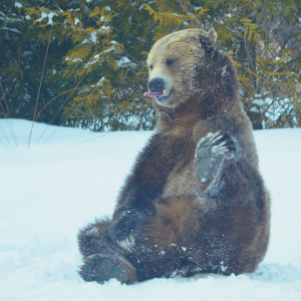 bear