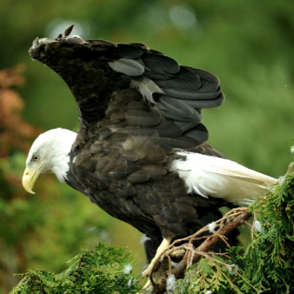bald eagle