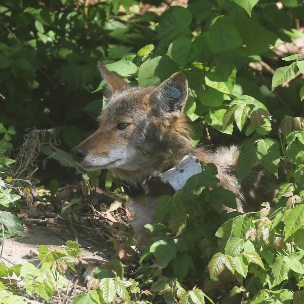 Coyote with a tracking collar in bushes