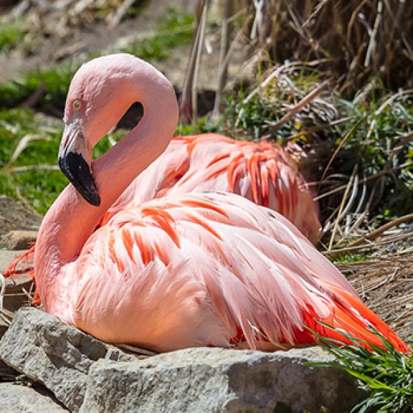 Endangered Species Need You! | Akron Zoo Endangered Species Need You! | Akron Zoo