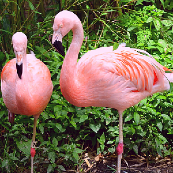 Pink Flamingo