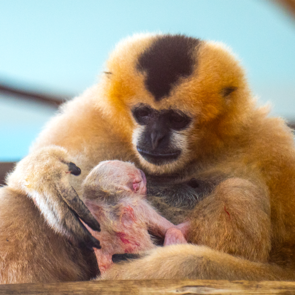 Mother gibbon holds newborn baby