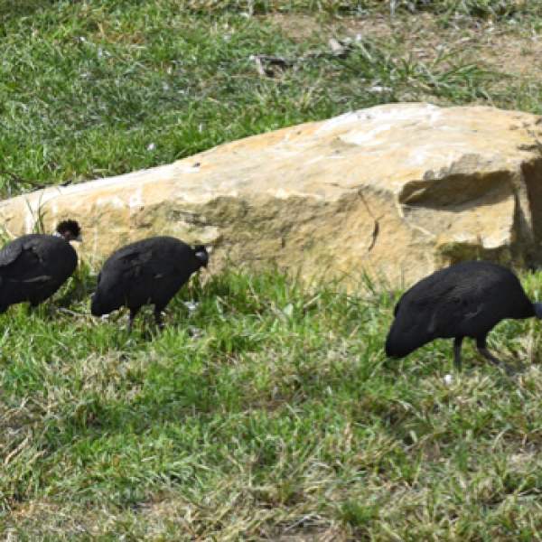 Guineafowl: The Underdogs of Pride of Africa | Akron Zoo