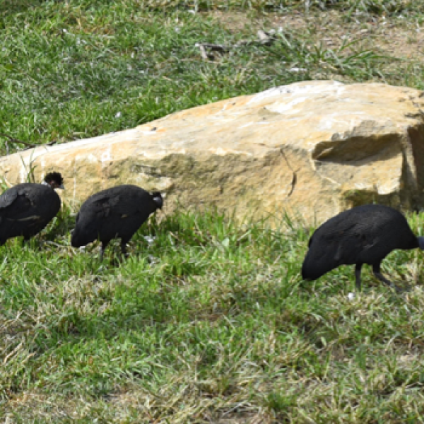 Guineafowl