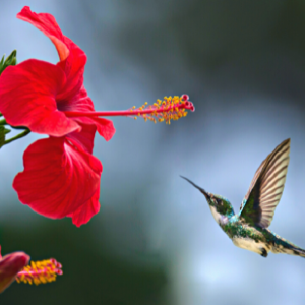 hibiscus and hummingbird