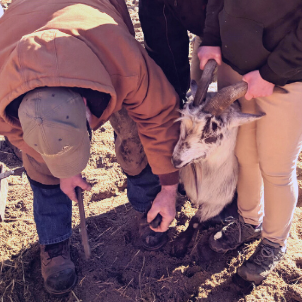 hoof trim