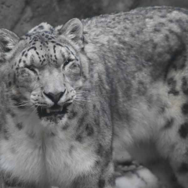 Snow Leopard