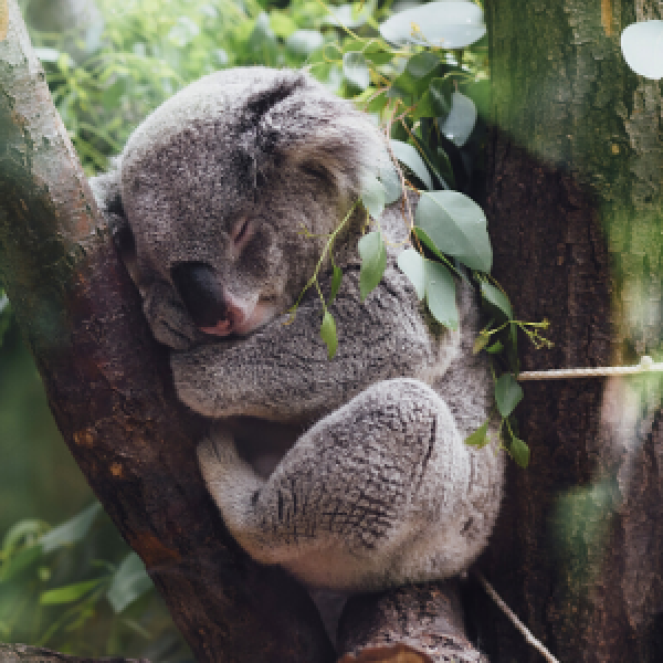 Koala