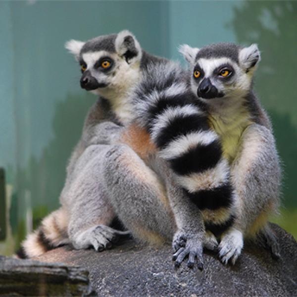 lemurs