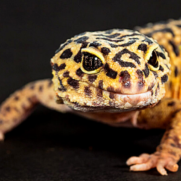 Uromastyx