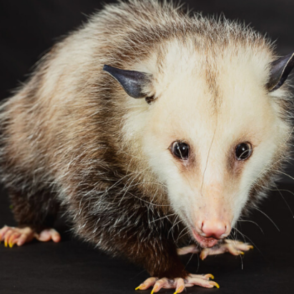It's Ompossumble You Didn't Know About This Cool Species | Akron Zoo It's Ompossumble You Didn't Know About This Cool Species | Akron Zoo