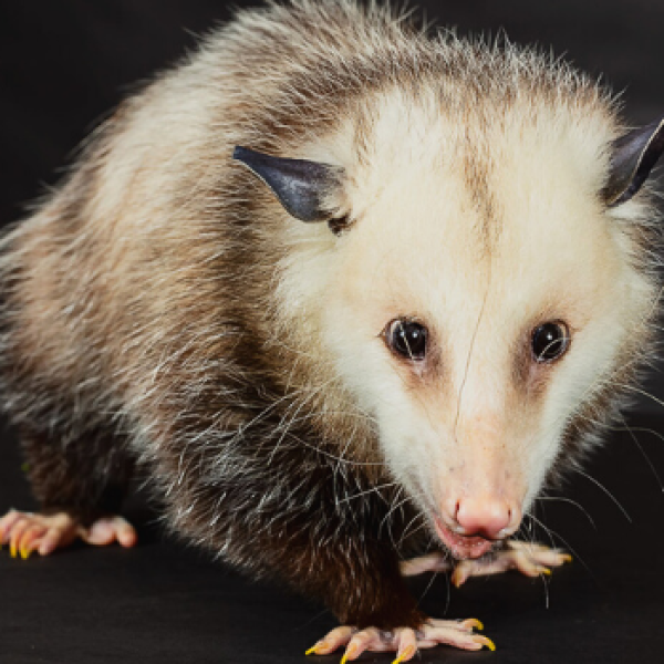 opossum