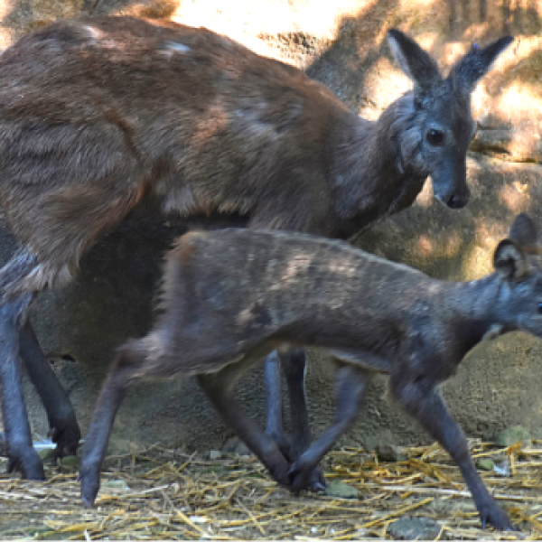 Musk Deer