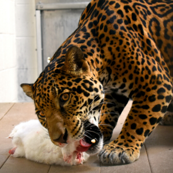 Milan the Jaguar