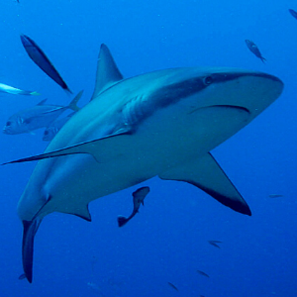 shark