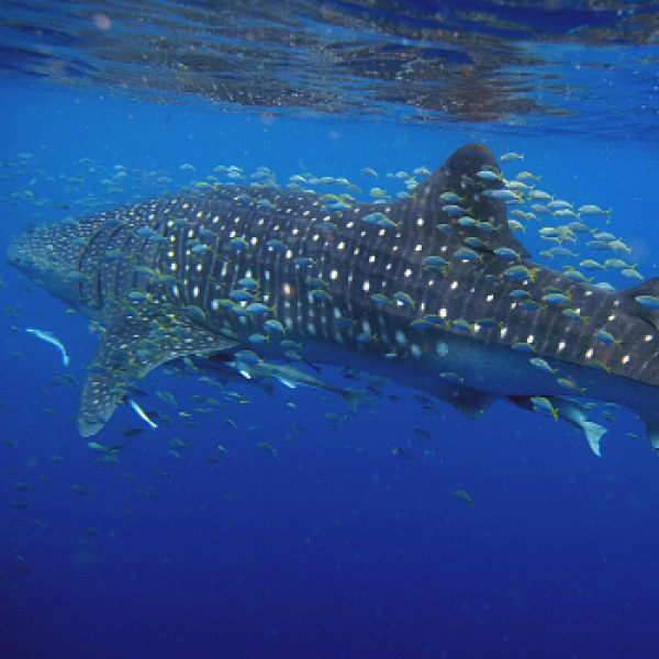 whale shark