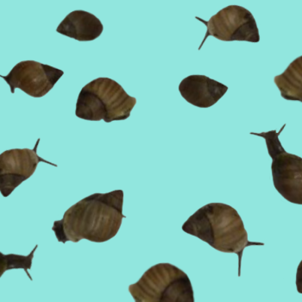 Snails