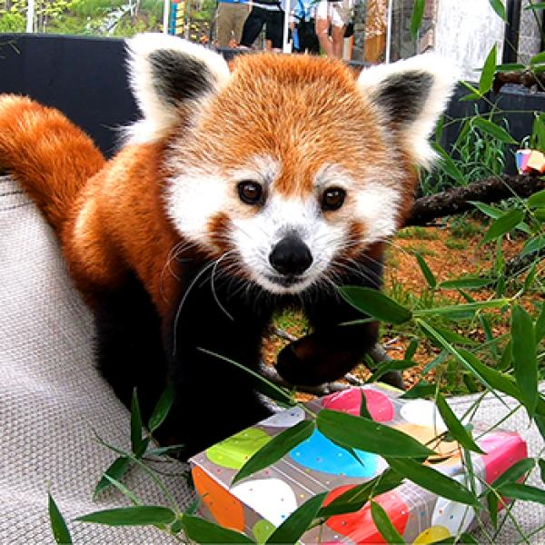 Red Panda Birthday!!!