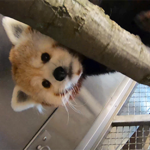 Red Panda