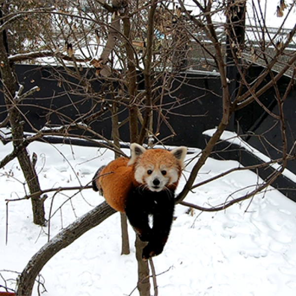 Red Panda