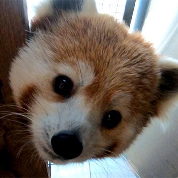 Red Panda