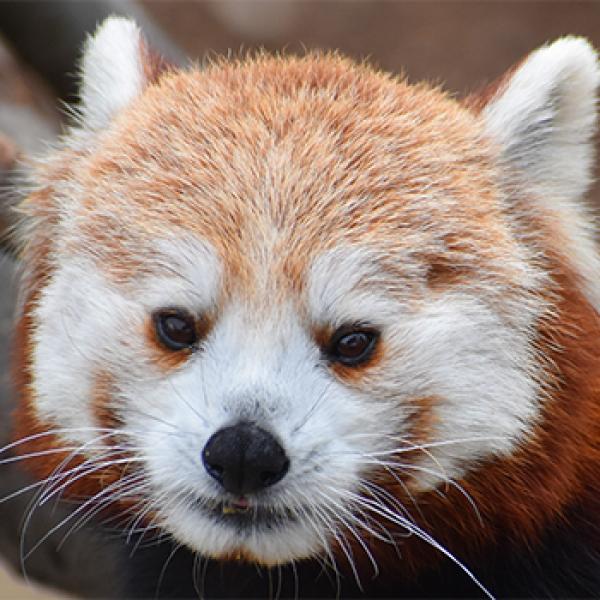 Red Panda