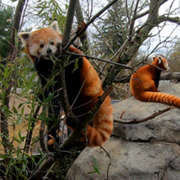 Red Panda