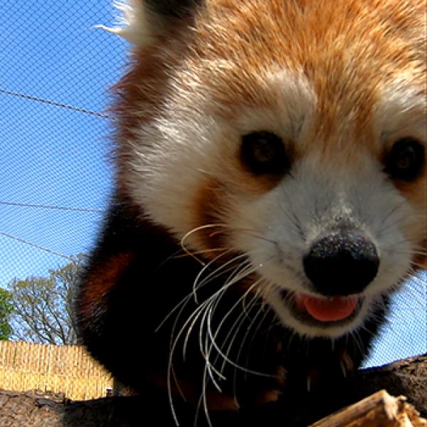 Red Panda