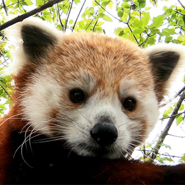 Red Panda