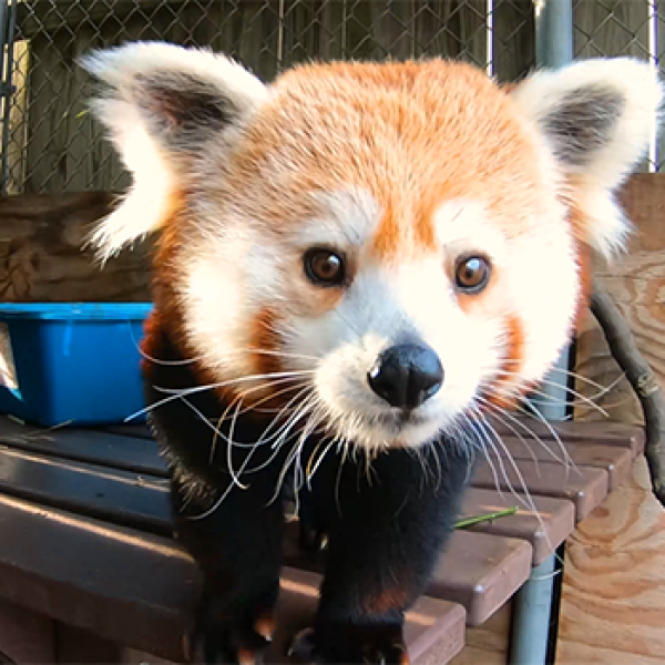 Red Panda