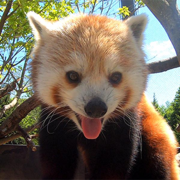 Red Panda