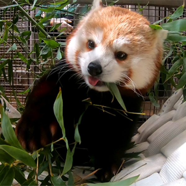 Red Panda