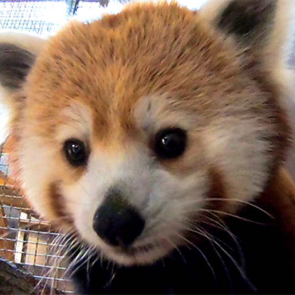 Red Panda