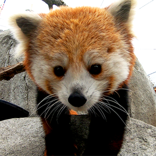 Red Panda