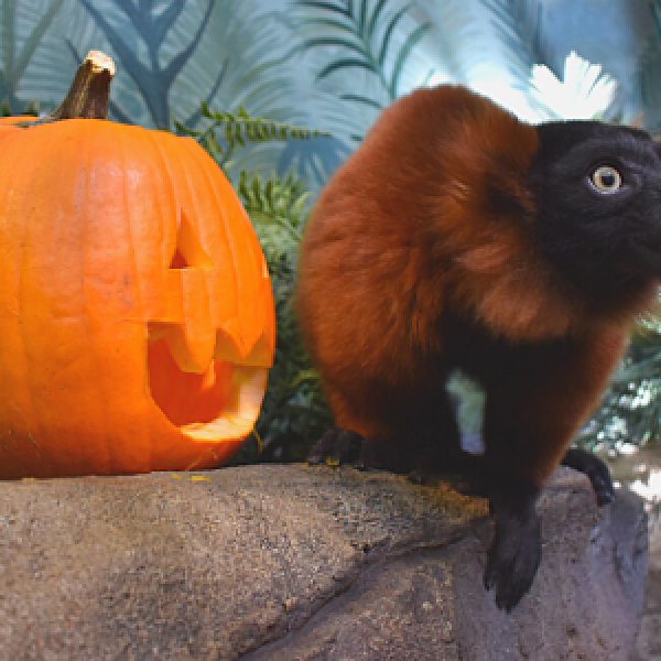 Carving Out Some Time For Fun | Akron Zoo Carving Out Some Time For Fun | Akron Zoo