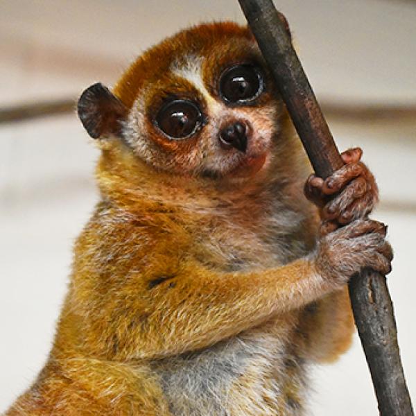 pygmy slow loris