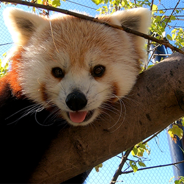 Red Panda