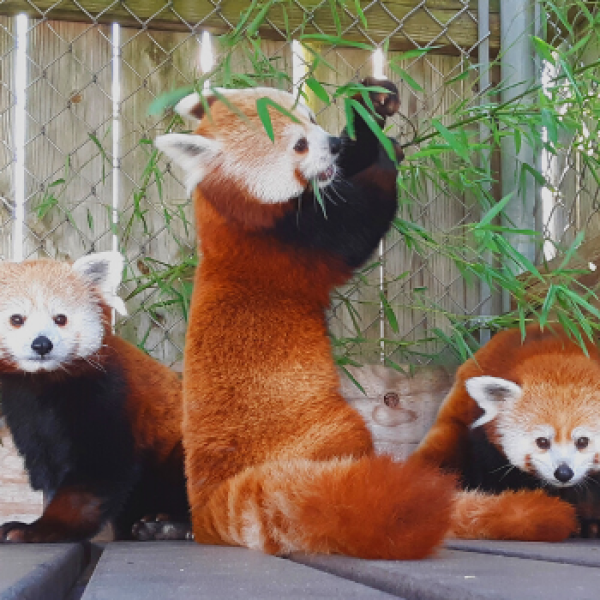 Red Panda