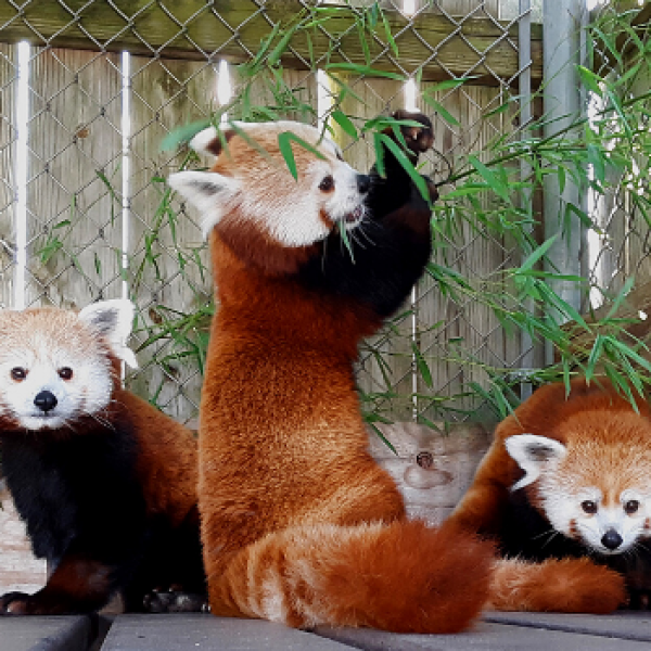 Red Panda