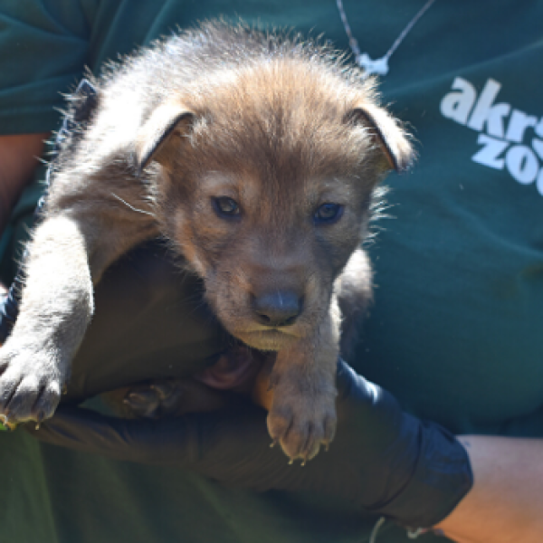 red wolf pup