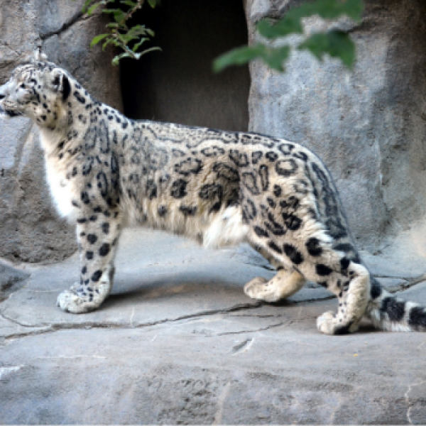 Akron Zoo Top Animal 2019 | Akron Zoo Akron Zoo Top Animal 2019 | Akron Zoo