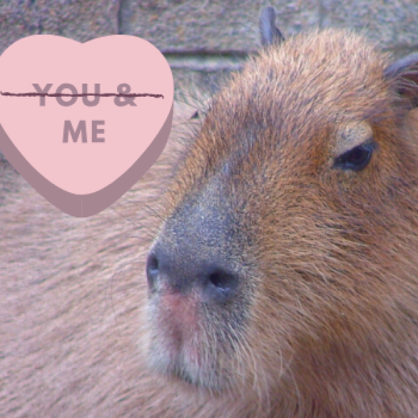 Single Animals