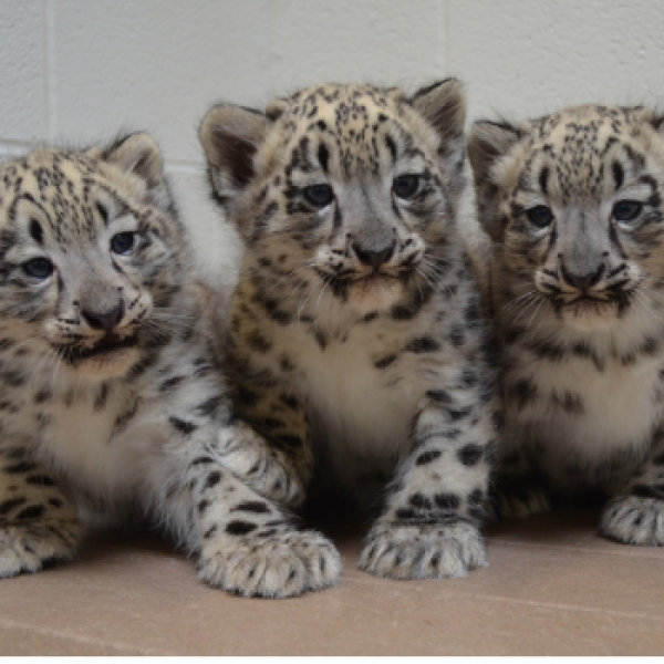 snow leopard cubs