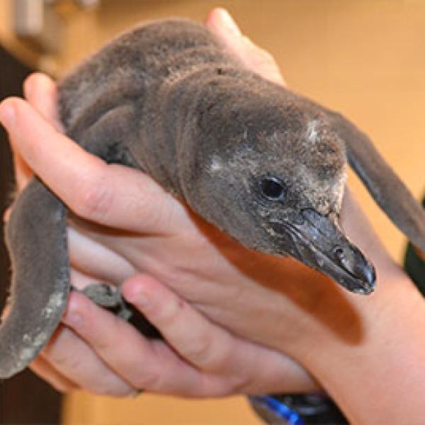 Baby Penguin being held