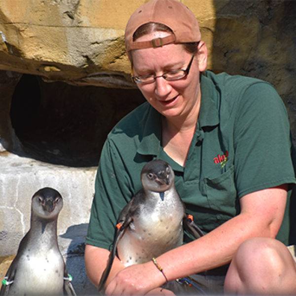 A penguin being held and another penguin standing