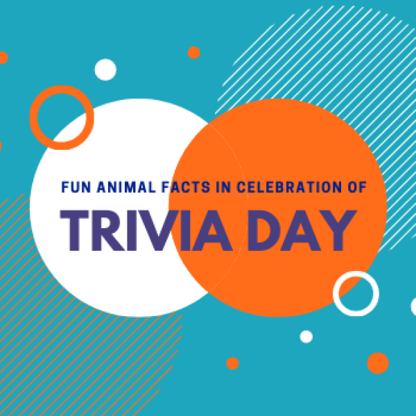 Trivia