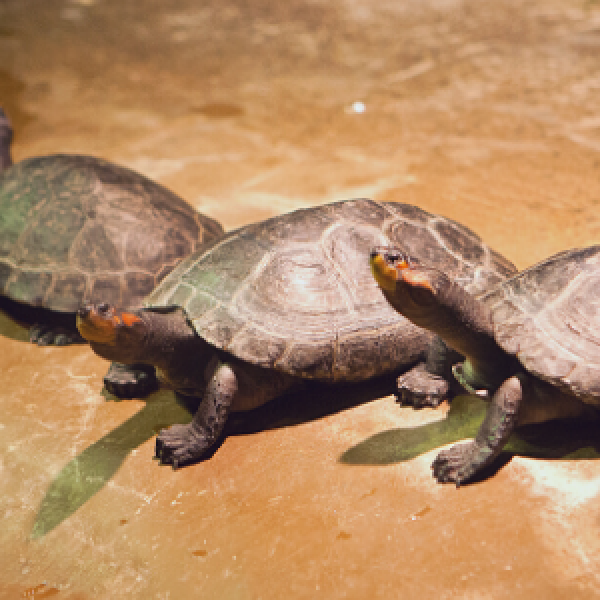 turtle